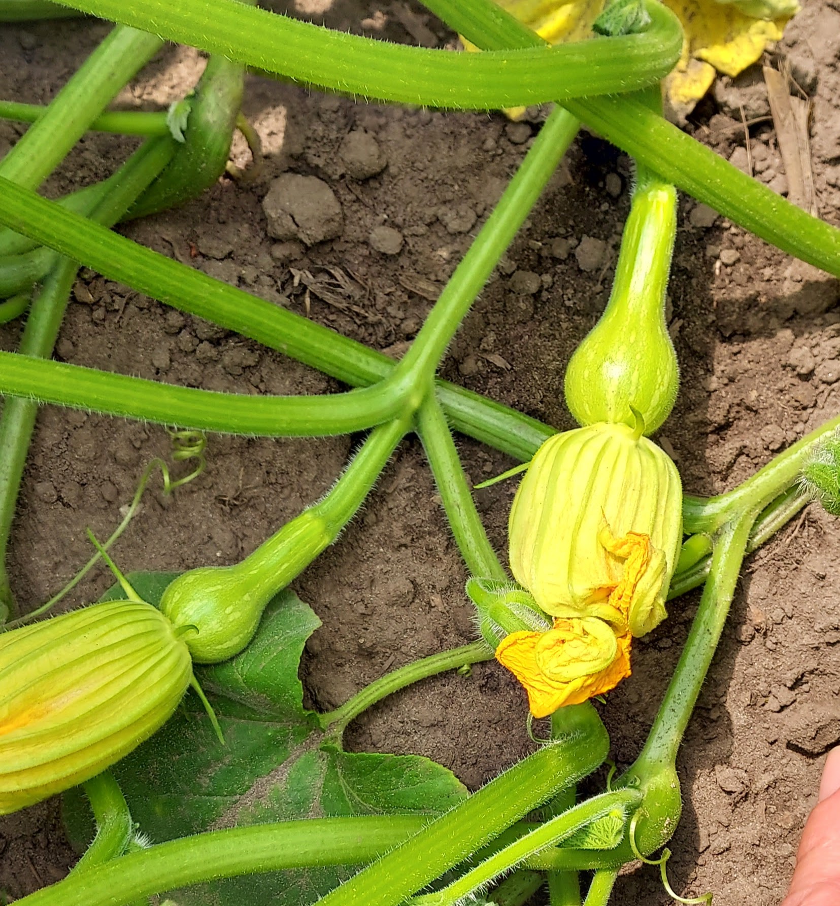 Butternut fruit.